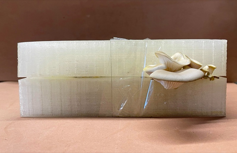 White printed mould wrapped in film with a mushroom growing out of the side